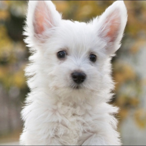 Meet your Posher, Loretta - Picture 1 of 1